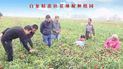 聚焦兩會：白象食品嚴守產品質量，積極創(chuàng)新研發(fā)，助力鄉(xiāng)村振興